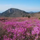 4월24일(화) 대구 비슬산 정기산행 이미지