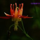 다우렌트카 네이버블로그