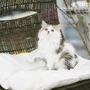 청주캣브리더 | 노르웨이 숲 고양이 가격 완벽 가이드