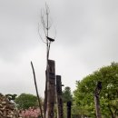 진또베기 이미지