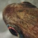 열대성 관상어인 엠페러 테트라(Nematobrycon palmeri)의 송과선 복합체 (pineal gland complex). 이미지