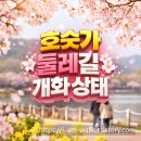 호숫가의아침 | 서울대공원 벚꽃 언제 만개할까, 호숫가 둘레길 현장 답사 후기(20260330 오전기준)