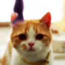 용인센트럴동물병원 이미지