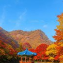 단풍