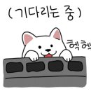 모모애견 이미지