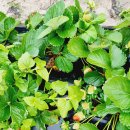 임금농장 | 카불쳐 딸기농장 픽킹 후기