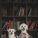 가평더뮤즈펜션 이미지