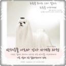 혈도농장 | 20160705(화) 충남애견미용학원온양아산점/수컷말티즈미용/♥귤팸수컷말티즈첫째낑이미용♥/미용매너...