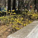 (주간)봄을 맞이하는 플로리스트(3월) | 3월 주간일기 #2 #3