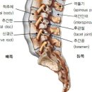 척추 해부학 이미지