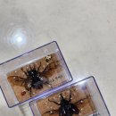 전주곤충캠퍼스 이미지