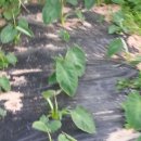 왕성농장 이미지