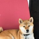 댕린이집 이미지