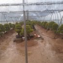 소나무하우스 이미지