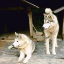 치구박고 Daum카페