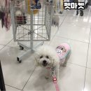 🐶 광주24시애견용품점 펫마켓 다녀온 솔직 후기