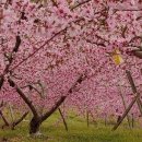 유정농원 이미지