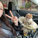 바두기펜션 | [바두기 애견펜션] 부산 근교 창원 근교 독채 애견펜션 내돈내산 다녀온 후기 10월 마무리