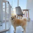 개 친절 펫택시 이미지