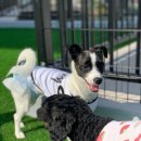 광주 애견유치원 애견호텔 플레이멍 이미지