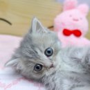 강남 고양이 분양 냥블리 이미지