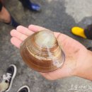 고창 갯벌체험 추천, 장호어촌체험마을 조개잡이 체험