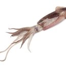사람과 기(氣) 식품 이미지