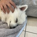 댕댕이 이발소 이미지