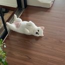 테일러퍼피 | 어반브릭스 테일러퍼피에서 포메라니안 미용 후기