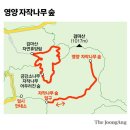 2023년 12월 10일 제 241차 정기산행(경북영양 자작나무숲) 이미지