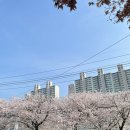 안양석수초등학교 | 안양 벚꽃 명소 추천 충훈부 개화 시기 위치 주차