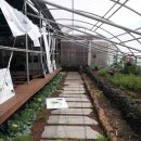 나비오리농원 이미지