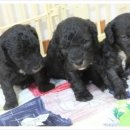 강아지 세상 이미지