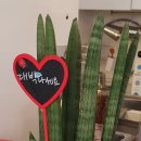 인베니오