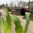 야생동물 멸종위기 친구들을 구해줘 | 상하이 여행 가볼만한곳 | 상하이 야생 동물원 다녀온 후기 🐼