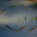 대포 해송횟집 이미지