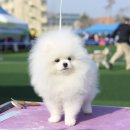 제나펫