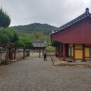 능주향교 은행나무 이미지