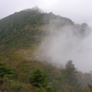 지리산큰나무 이미지