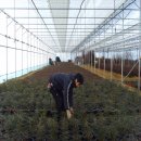 금송농장 이미지