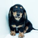 베르네집 이미지