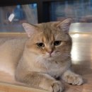 삼층고양이 카페 네이버블로그