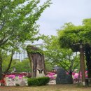 국원고 | 충주 가볼만한곳 국원고 옆 연꽃공원 추천 국원고등학교 연꽃 맛집
