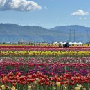 Friday Forest | 방문 일지ㅣ Abbotsford Tulip Festival 2025 🌷 밴쿠버 근교에서 즐기는 네덜란드 감성 여행