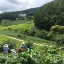 삼시세끼 중앙일보