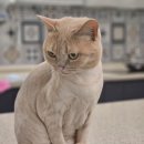 예뻐질:개&고양이카페 이미지