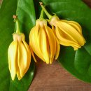 민들레실버홈 | 자라홈 차량용 방향제 '다크 앰버 (Dark Amber)' 사용 후기_차량용 방향제 추천