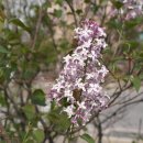 수수꽃다리 이미지