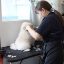 애견호텔 이미지