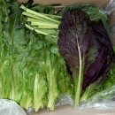 어성초목장 이미지